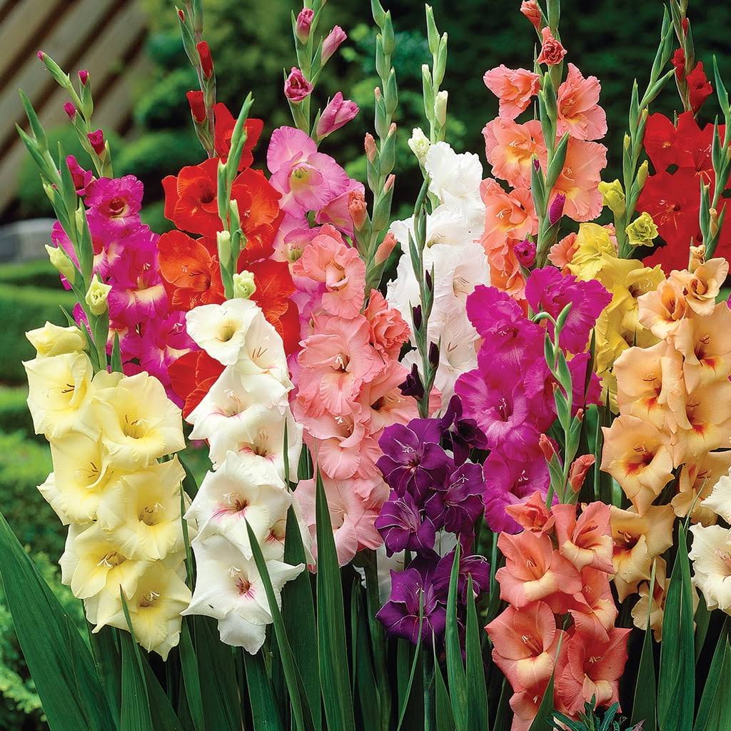 Van Zyverden Gladiolus Large Flowering Rainbow Mixed Set of 50 Bulbs